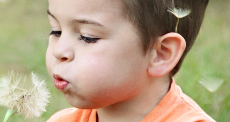 Child blowing dandelion